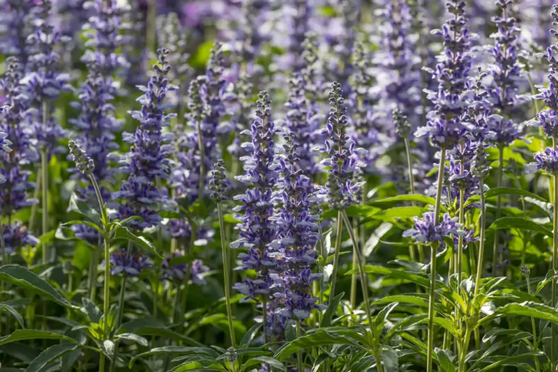 Salvia azurea