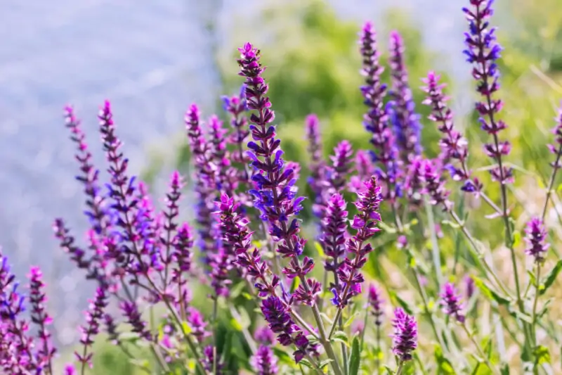 Salvia purple flowers