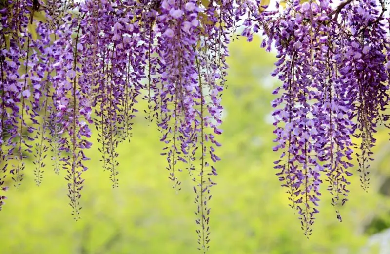 Wisteria