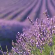 lavander