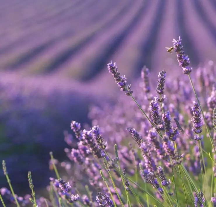 lavander