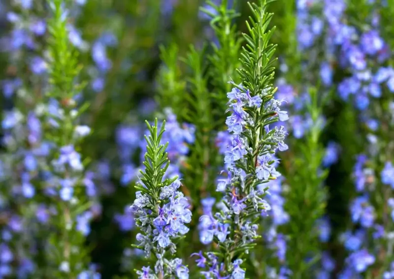 rosemary plant