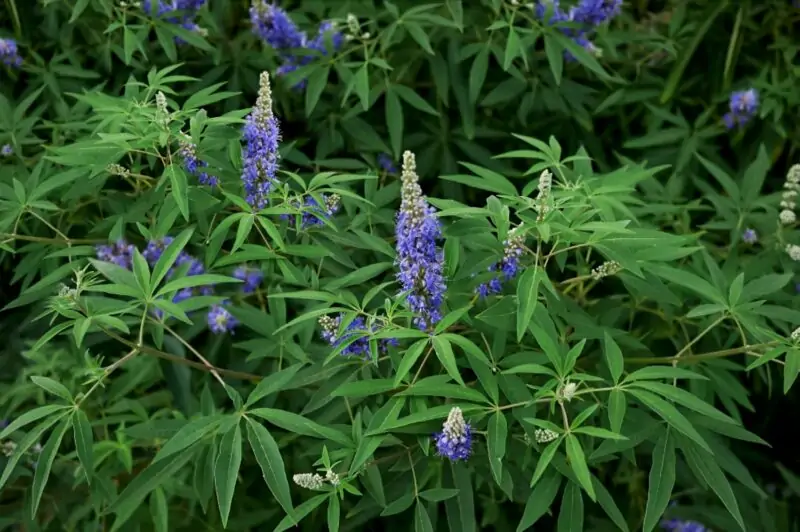 Chaste Tree Vitex agnus castus negundo