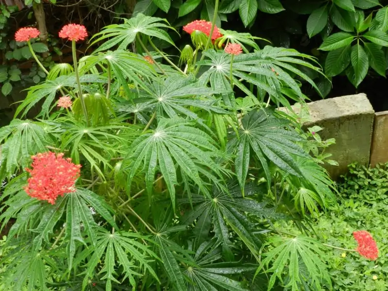 Coral Plant Jatropha multifida