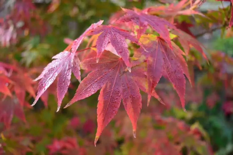 Japanese Maple Acer palmatum