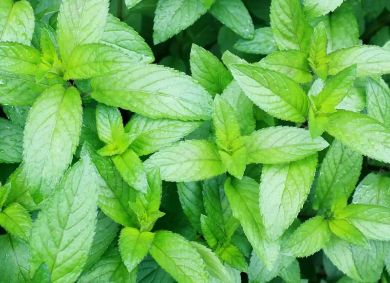 Mint Mentha spp