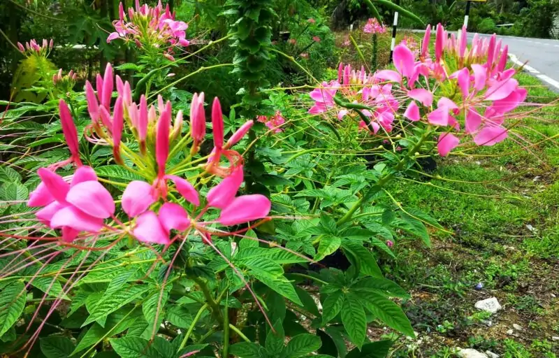 Spider Flower Cleome hassleriana spinosa