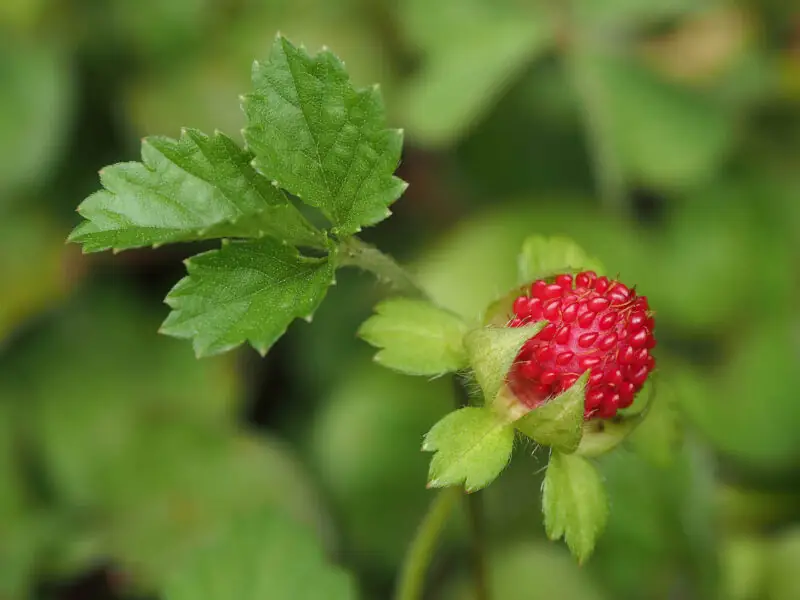 Duchesnea Indica