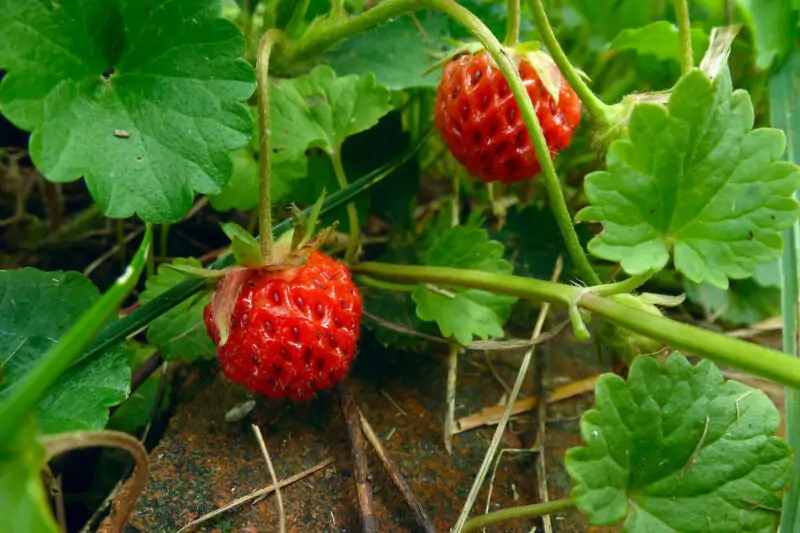 Fragaria Virginiana