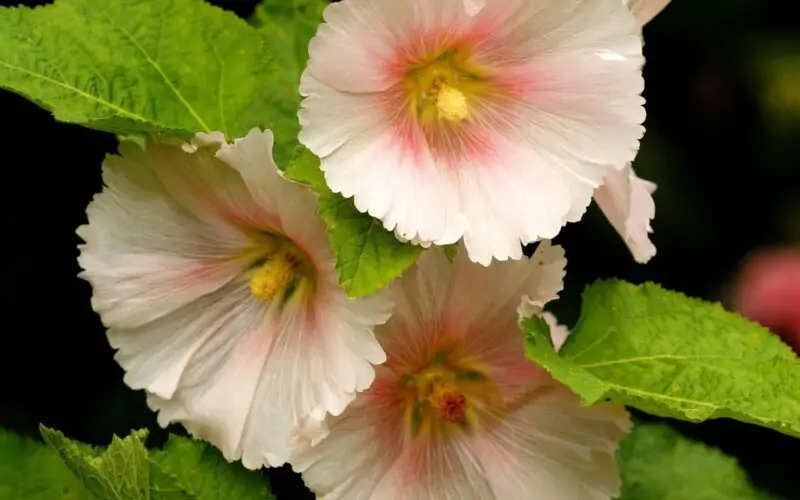 Mallow