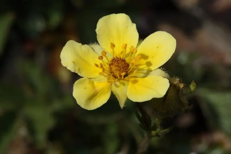 Potentilla Norvegica