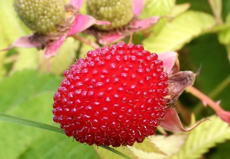 Rubus Rosifolius