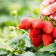 fresh strawberries