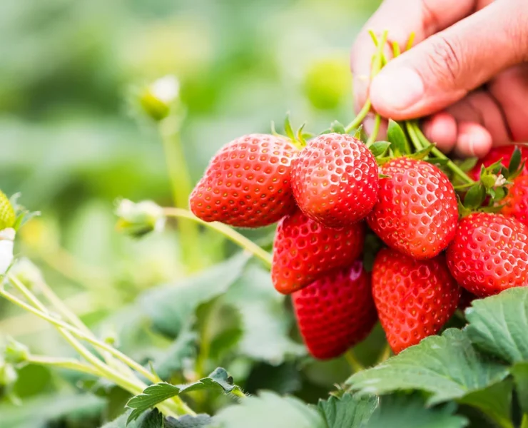 fresh strawberries