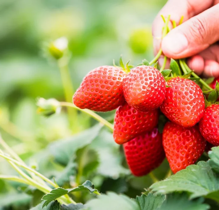 fresh strawberries