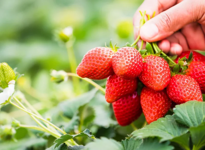 fresh strawberries