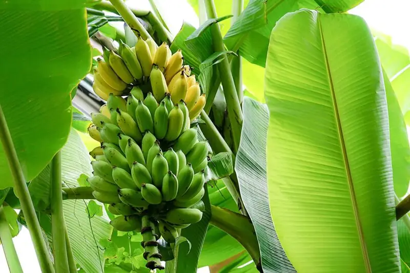 Banana Plant