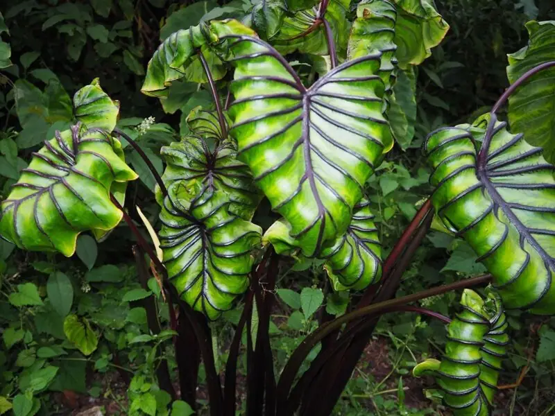 Elephant Ear Plant Big Leaves