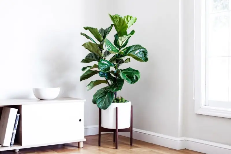 Fiddle Leaf Fig