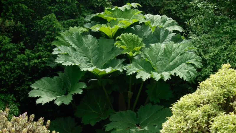 Giant Rhubarb Plant