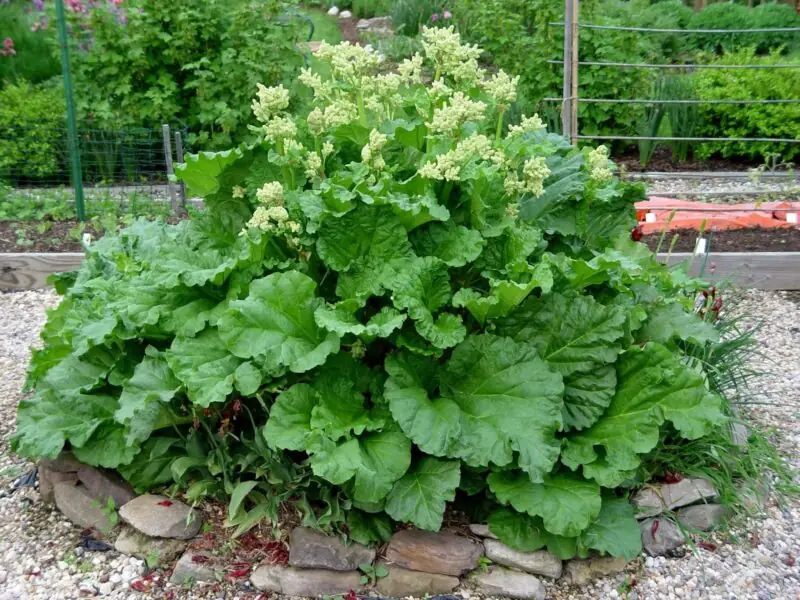 Rhubarb plant