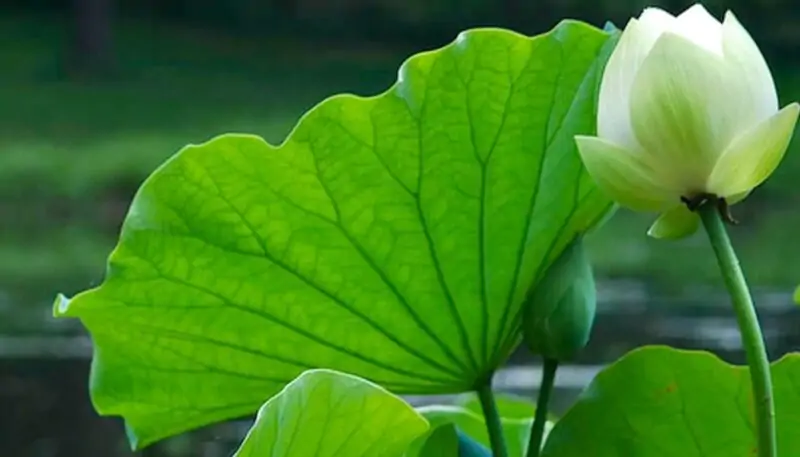 Sacred Lotus Plant