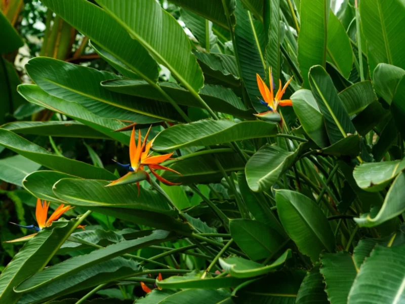 bird of paradise plant