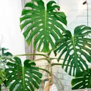 monstera big leaves