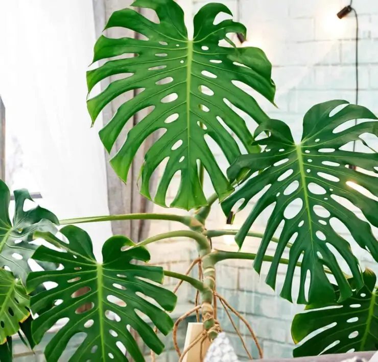 monstera big leaves