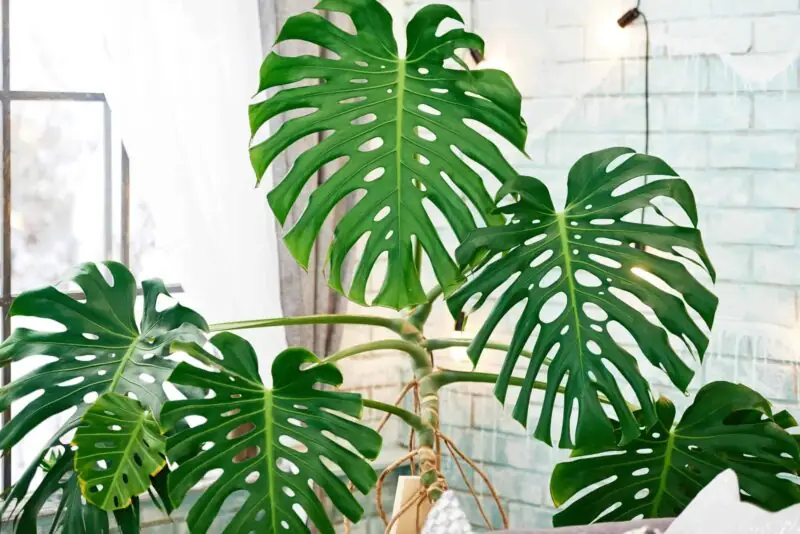 monstera big leaves