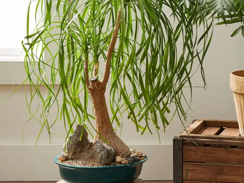 ponytail palm beaucamea recurvata