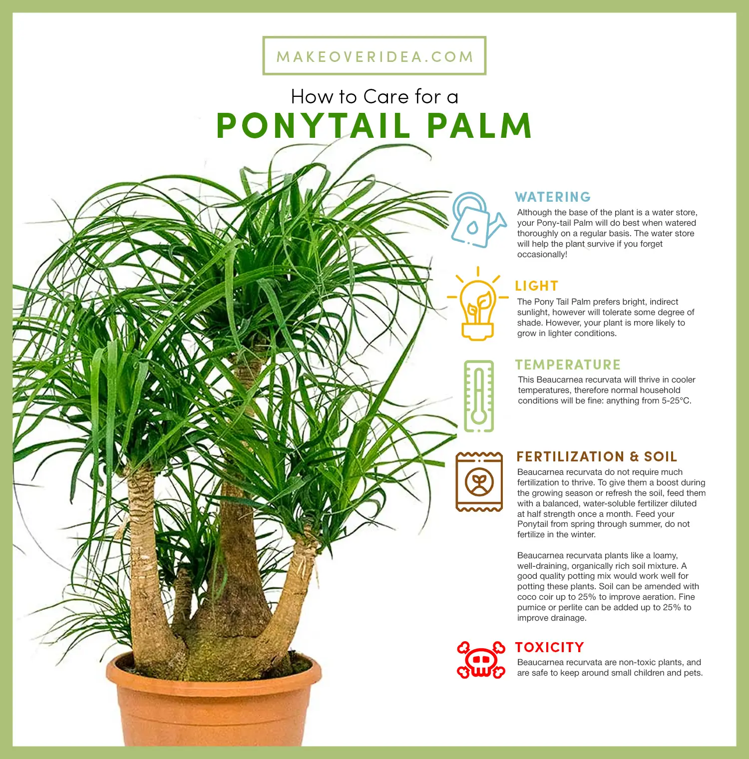 ponytail palm beaucamea recurvata requirements how to care chart