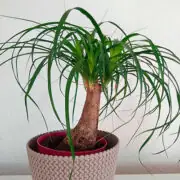 ponytail palm in pot