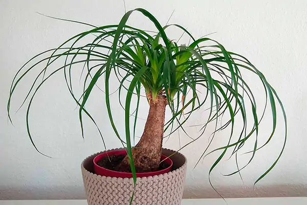 ponytail palm in pot