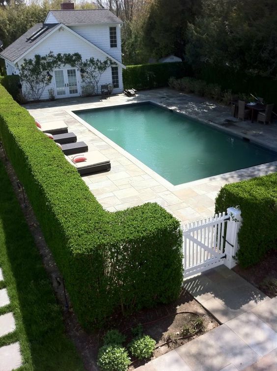 pool fence ideas hedge