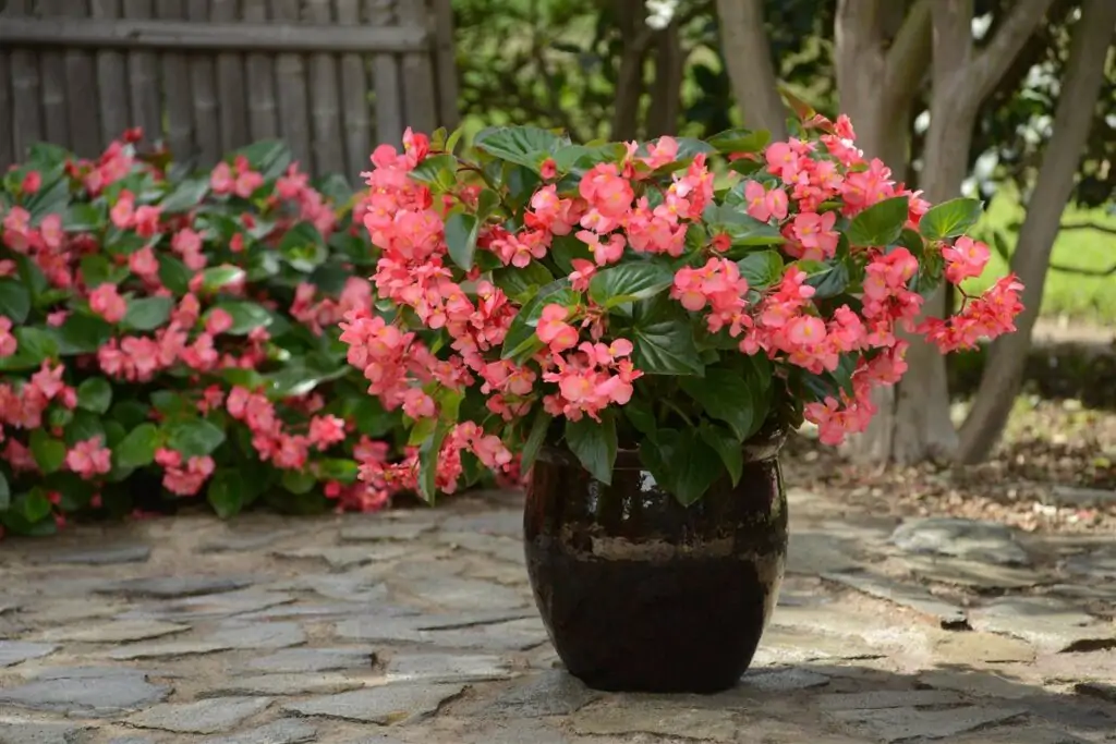 how often should outdoor potted plants be fertilized