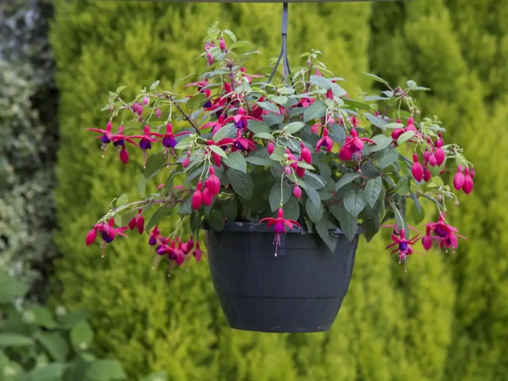 how to place potted plants on patio