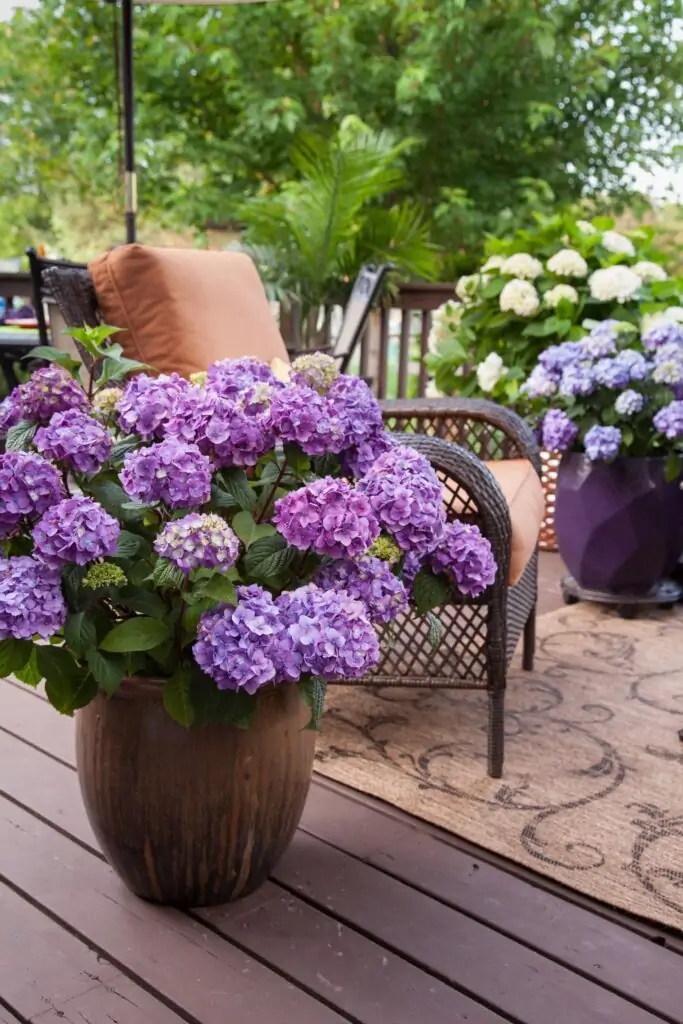 what plants are good for patio