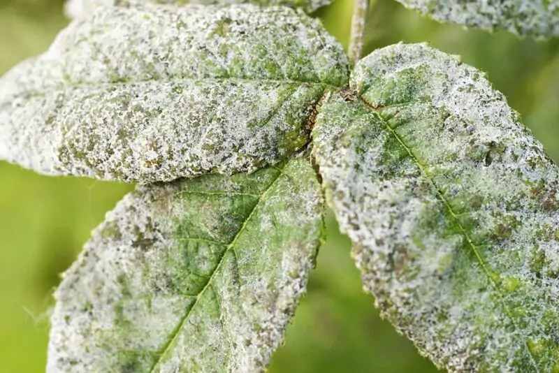 How Does a Cannabis Grower Get Powdery Mildew