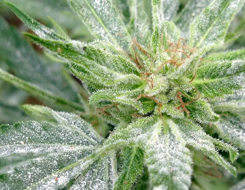 Powdery Mildew on Cannabis An Overview