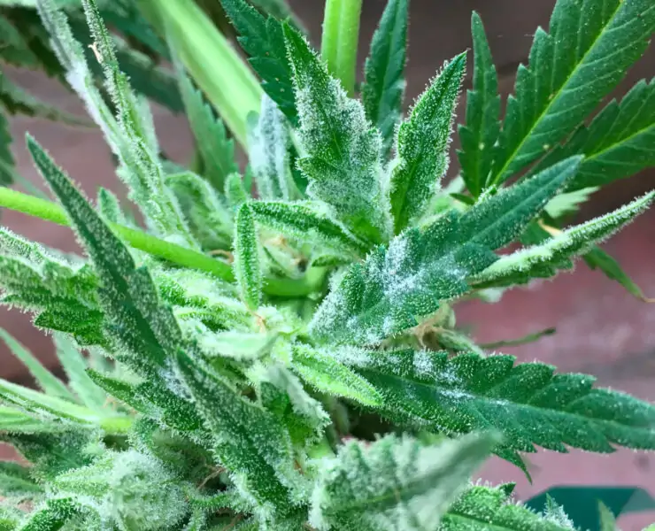 powdery mildew on cannabis