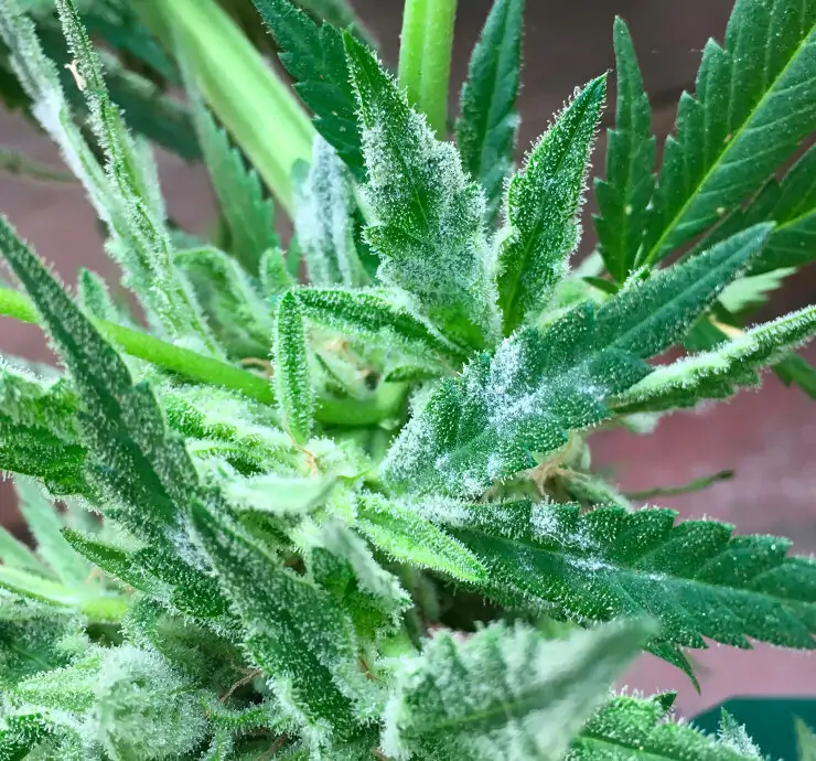 powdery mildew on cannabis