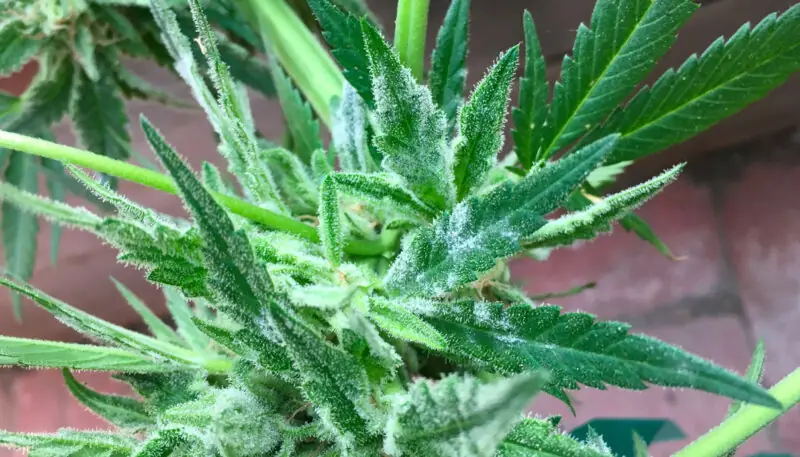 powdery mildew on cannabis