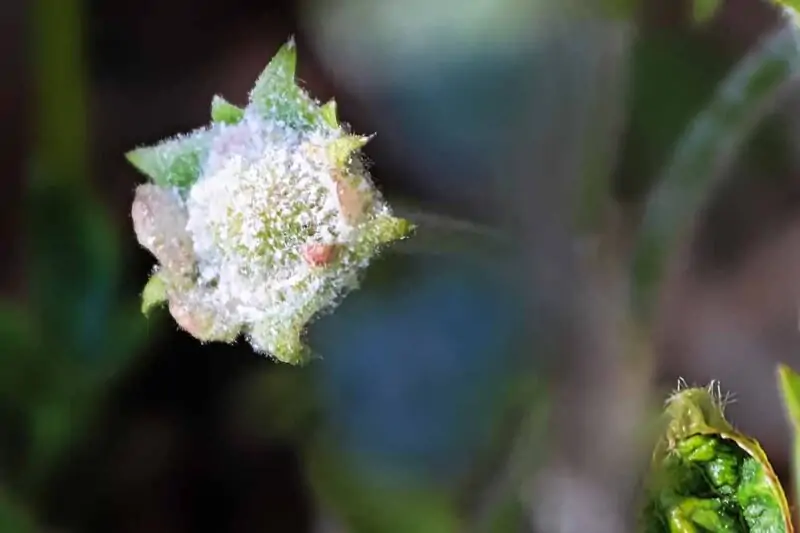 Powdery Mildew on flower