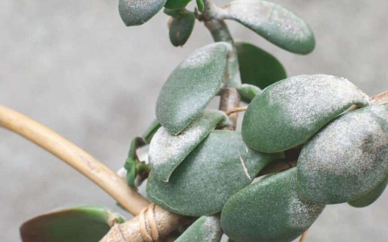 Powdery Mildew on money tree