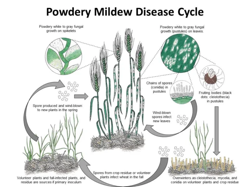 powdery mildew disease cycle