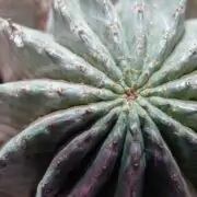 powdery mildew on succulents