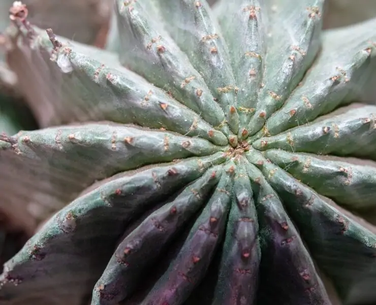 powdery mildew on succulents