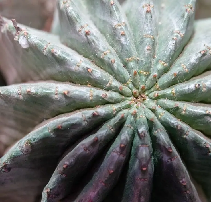 powdery mildew on succulents