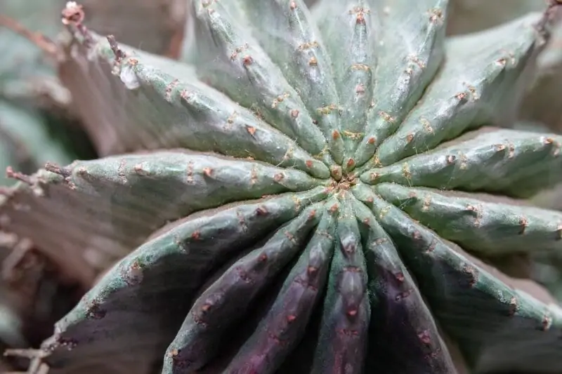 powdery mildew on succulents